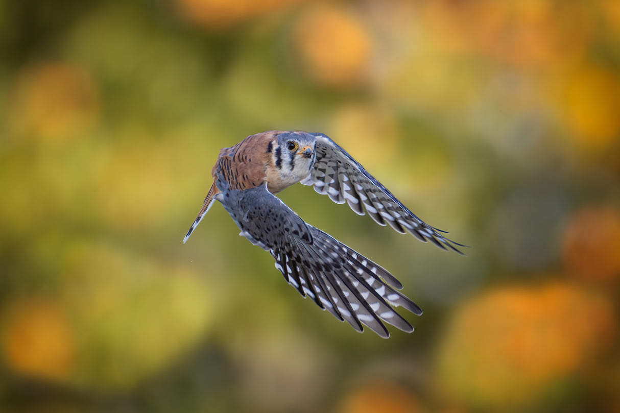 American Kestrel Poster och Canvastavla