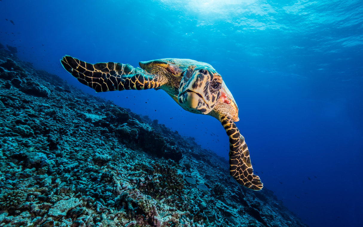 Turtle Poster och Canvastavla
