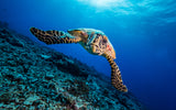 Turtle Poster och Canvastavla