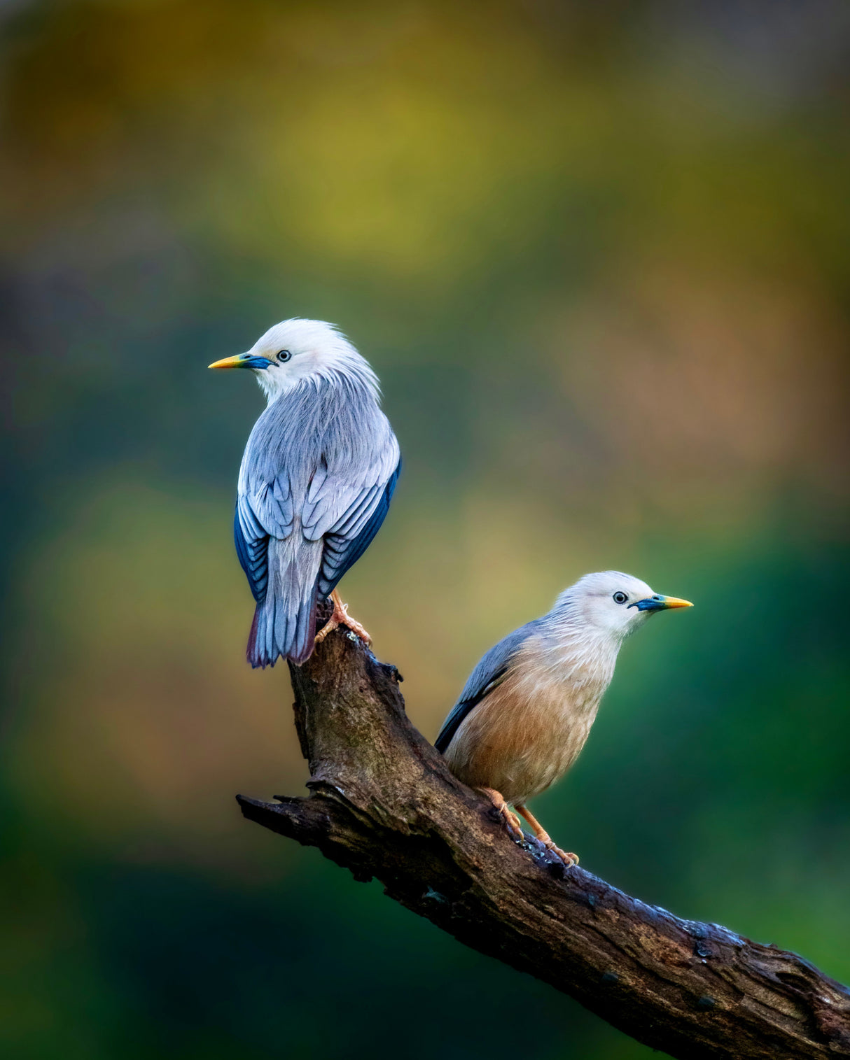 Harmony of Colours Poster och Canvastavla
