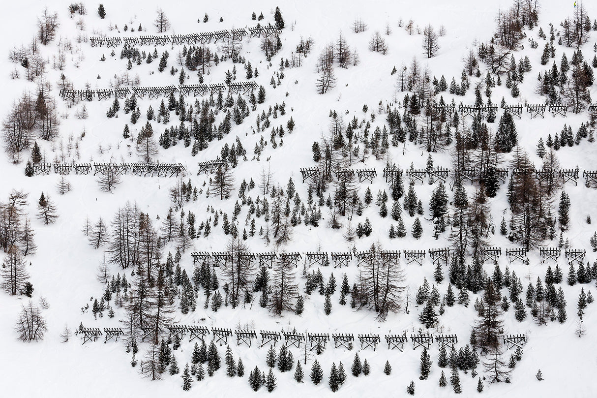 winter trees Poster och Canvastavla