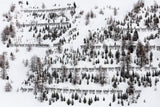 winter trees Poster och Canvastavla