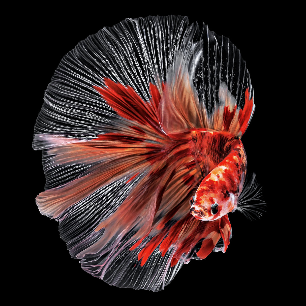 Betta Fish Poster och Canvastavla