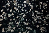 Just some Jellies Poster och Canvastavla