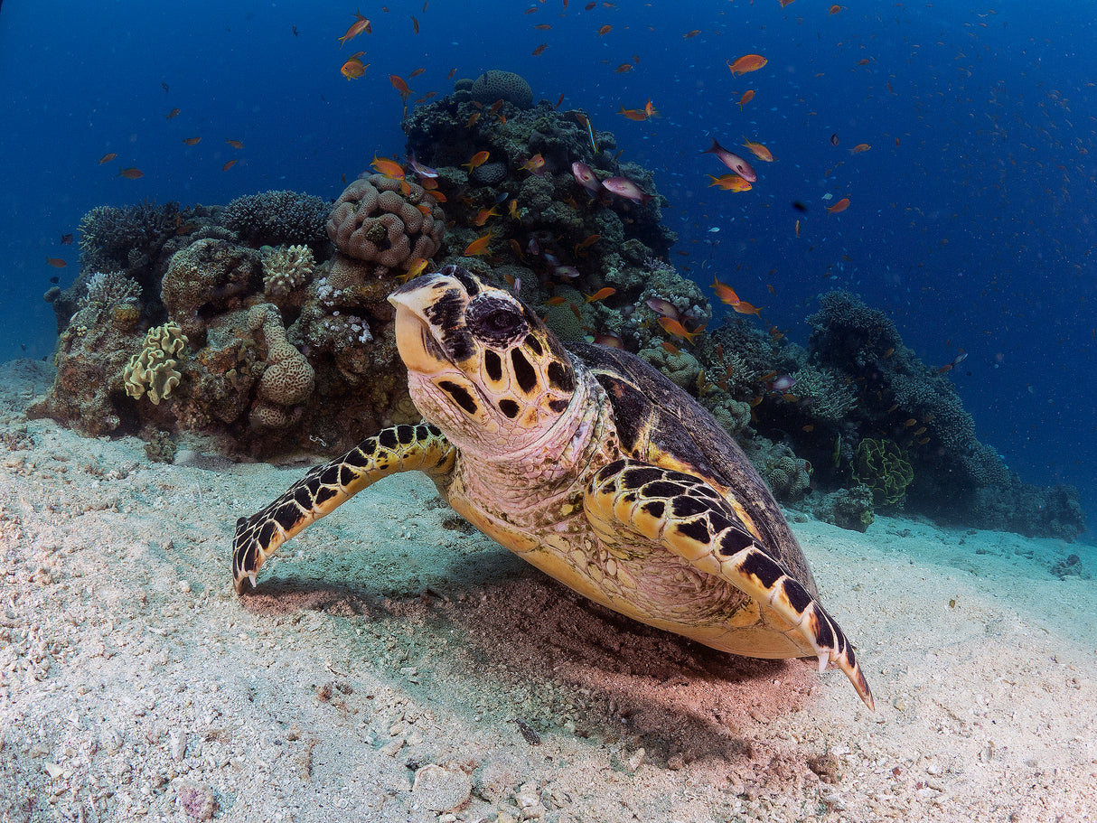 Hawksbill Turtle Poster och Canvastavla