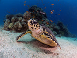 Hawksbill Turtle Poster och Canvastavla