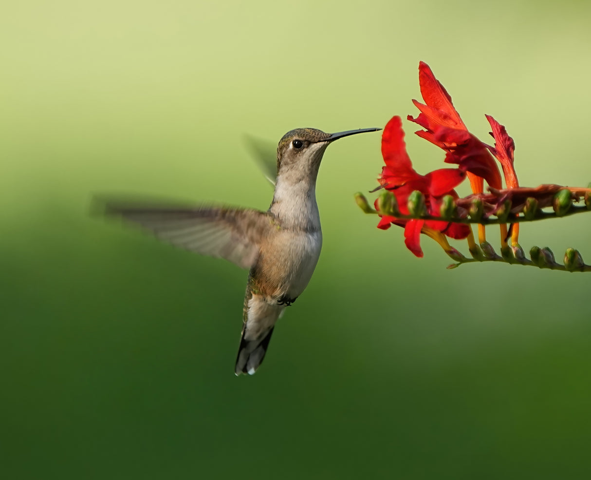 Hummingbird Poster och Canvastavla