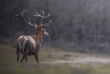 Crowned by nature Poster och Canvastavla