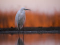 Great White Egret at Sunrise Poster och Canvastavla