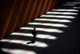 step the Light Poster och Canvastavla