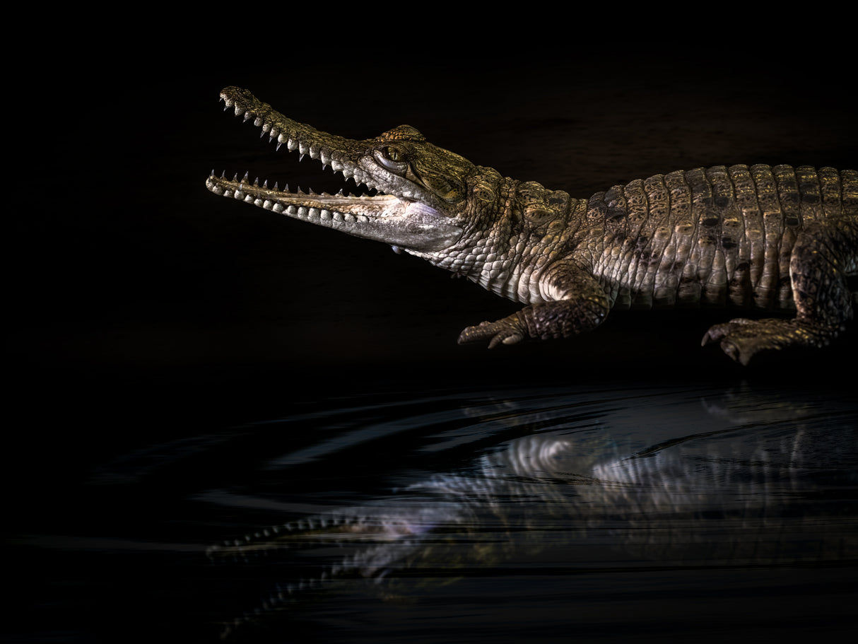 Baby Crocodile Poster och Canvastavla