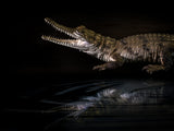 Baby Crocodile Poster och Canvastavla