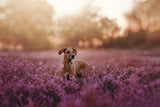 Sea of flowers Poster och Canvastavla