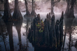 CYPRESS SWAMPS Poster och Canvastavla
