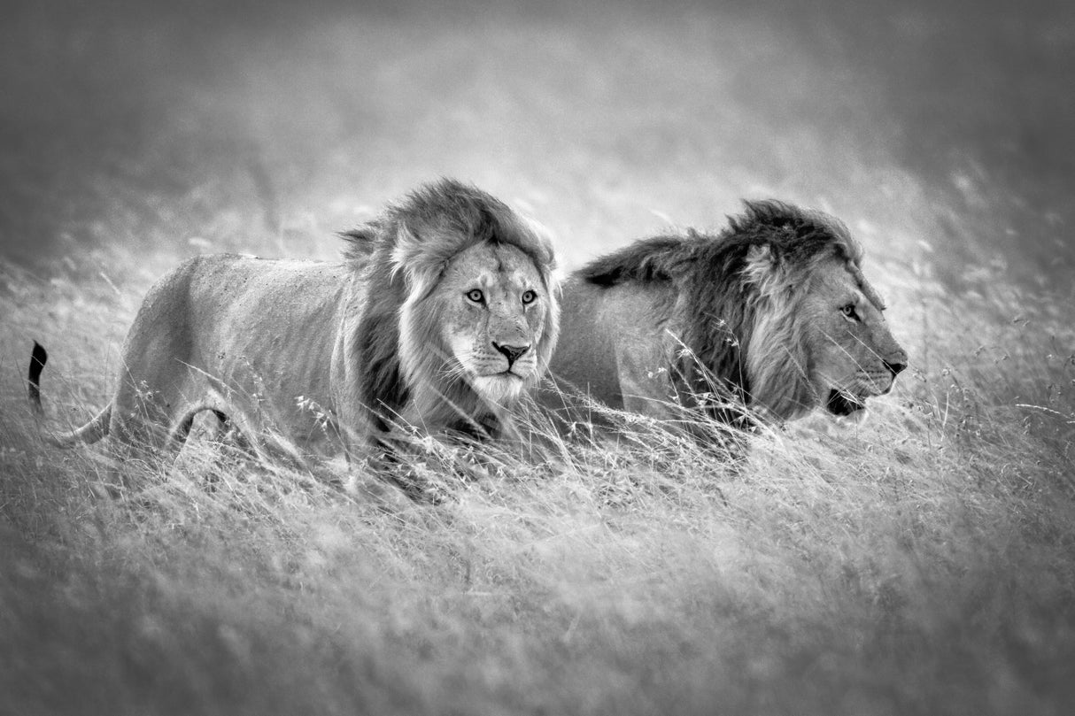 Emerging from the savanna #1 Poster och Canvastavla
