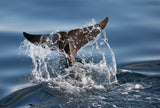 Splash Poster och Canvastavla