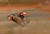 Mandarin Duck Poster och Canvastavla
