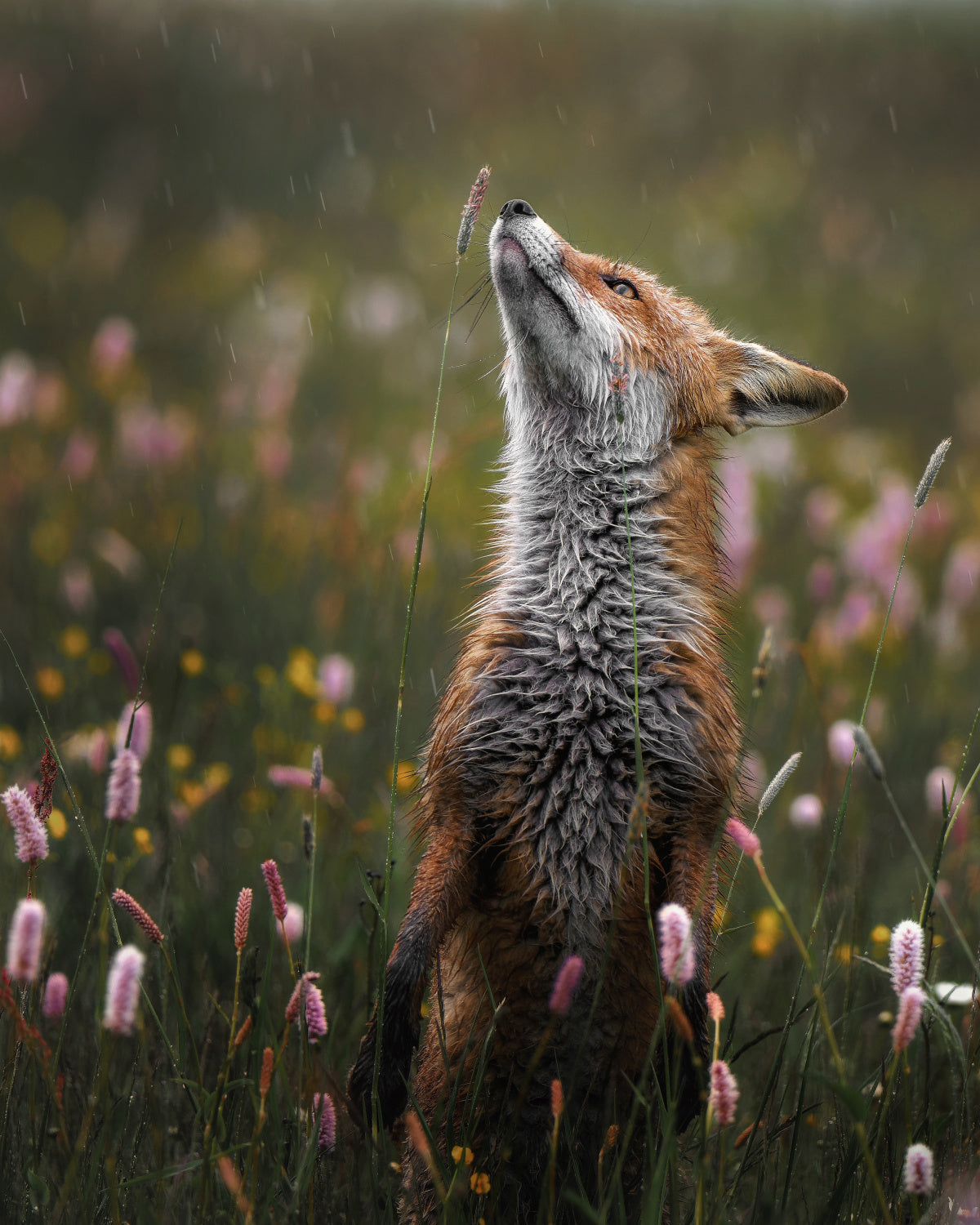 Sniffing Poster och Canvastavla