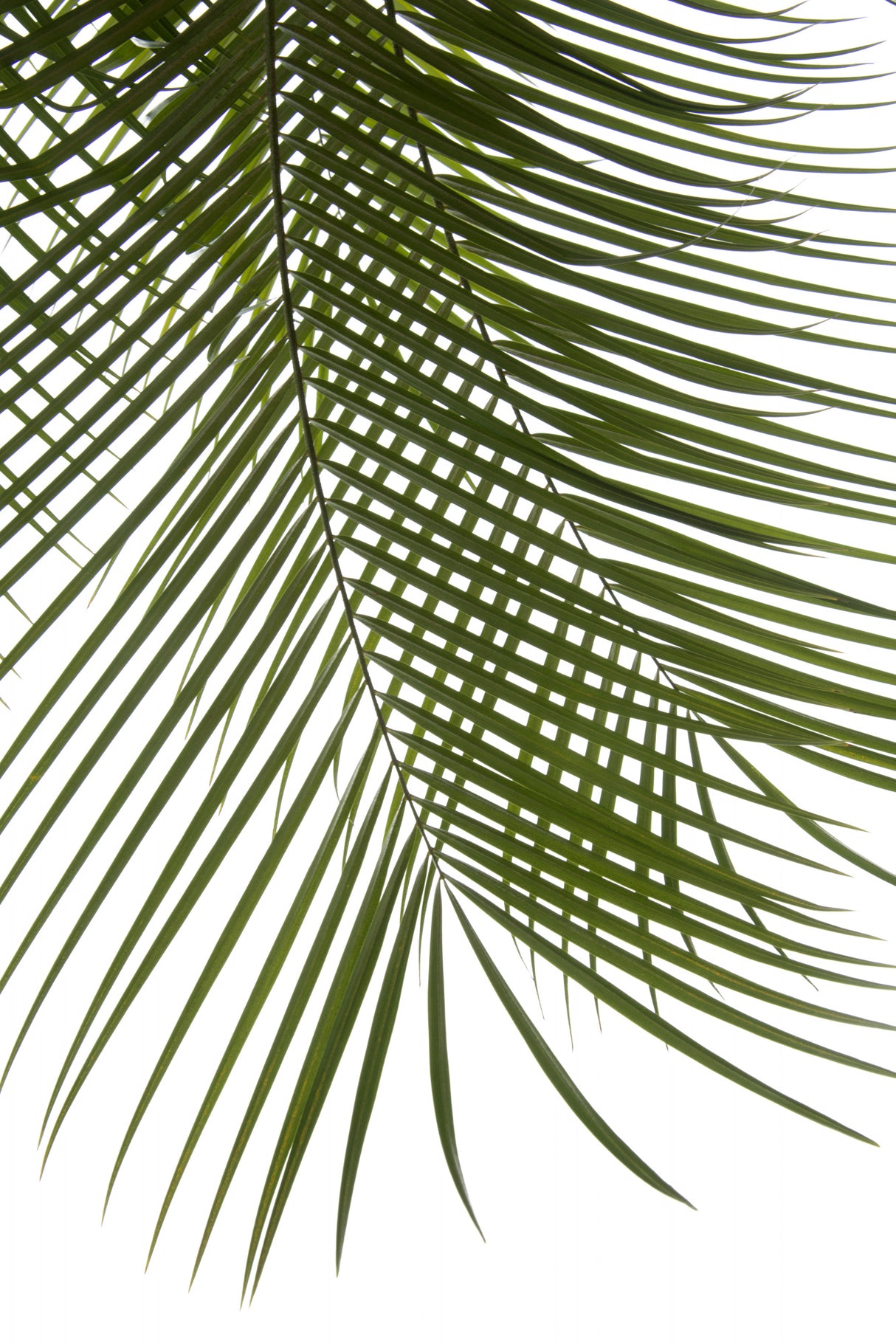 Palm Leaves Foliage Photo IV Poster och Canvastavla
