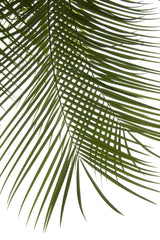 Palm Leaves Foliage Photo IV Poster och Canvastavla