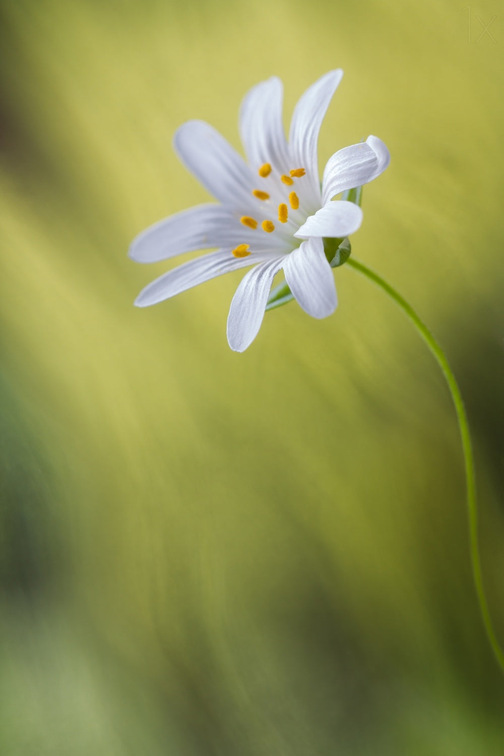 Stitchwort Poster och Canvastavla