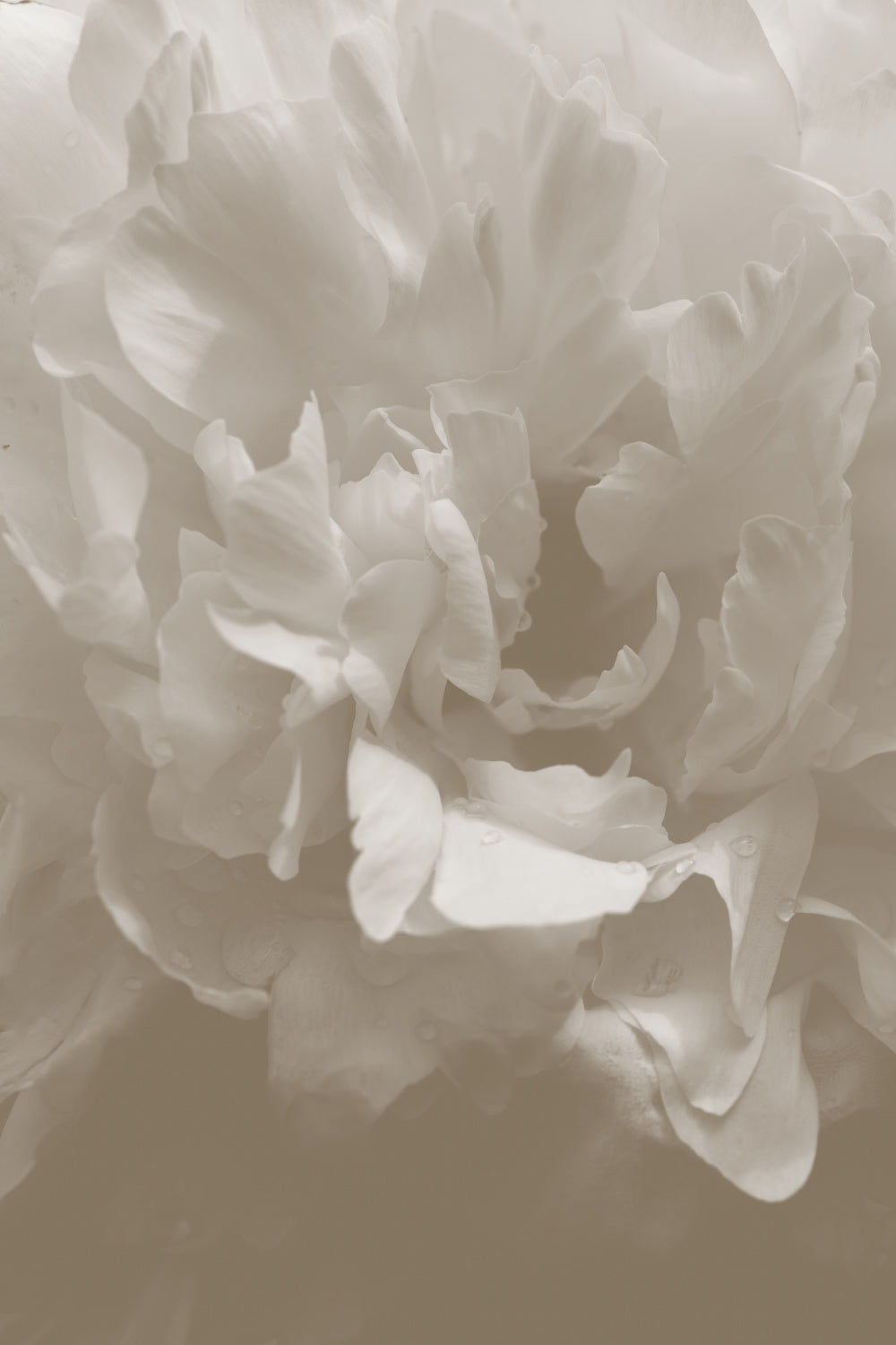 Peony_9 Poster och Canvastavla