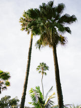 Find me under the Palm Tree Poster och Canvastavla