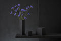 Cyanus Segetum Poster och Canvastavla