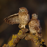 Little Owls Poster och Canvastavla
