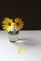 Yellow Daisy Still Life Poster och Canvastavla
