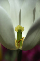 white tulip close up Poster och Canvastavla