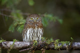 Northern pygmy owl Poster och Canvastavla
