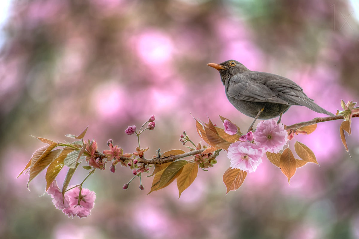 A Blackbird in Spring Poster och Canvastavla