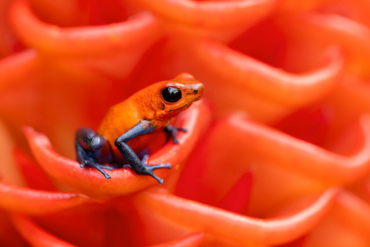 Strawberry poison-dart frog Poster och Canvastavla