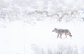 Coyote Hunting in Blizzard Poster och Canvastavla