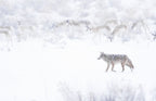 Coyote Hunting in Blizzard Poster och Canvastavla