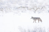 Coyote Hunting in Blizzard Poster och Canvastavla