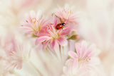 Ladybird with pink flowers. Poster och Canvastavla