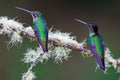 Hummingbirds Poster och Canvastavla