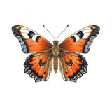 Butterfly 24 Poster och Canvastavla