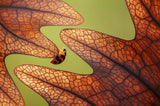 The Journey Poster och Canvastavla