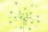 Queen Anne's Lace Poster och Canvastavla