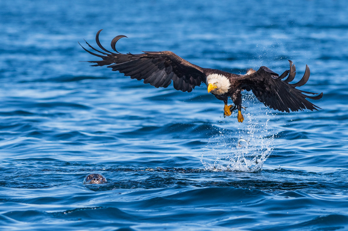 The eagle and the sea lion Poster och Canvastavla