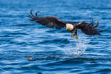 The eagle and the sea lion Poster och Canvastavla