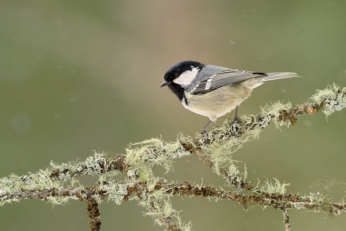 Winter coal tit Poster och Canvastavla