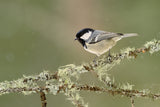 Winter coal tit Poster och Canvastavla