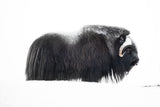 Muskox Poster och Canvastavla