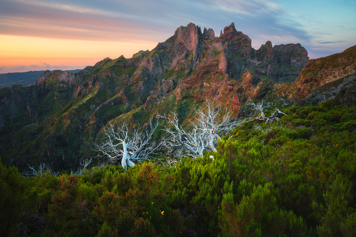 Dead trees at Pico Ruivo at sunrise, Madeira, Portugal Poster och Canvastavla