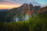 Dead trees at Pico Ruivo at sunrise, Madeira, Portugal Poster och Canvastavla