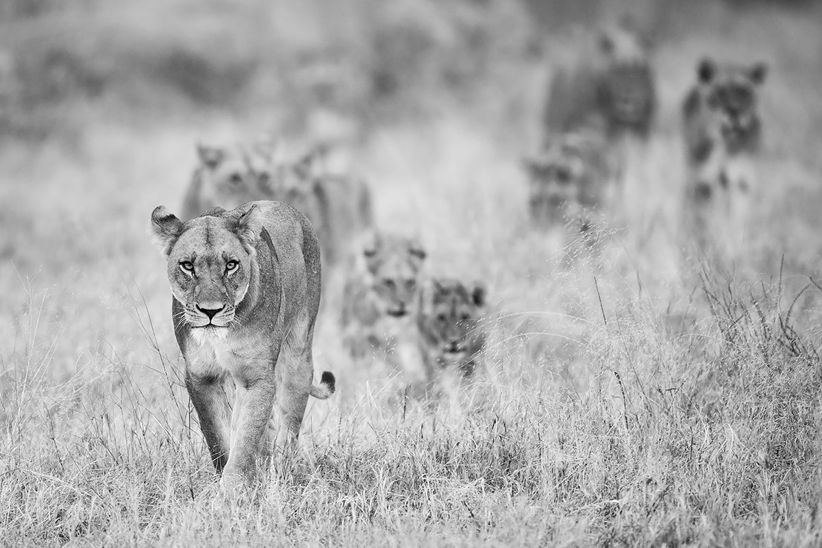 Lions Poster och Canvastavla